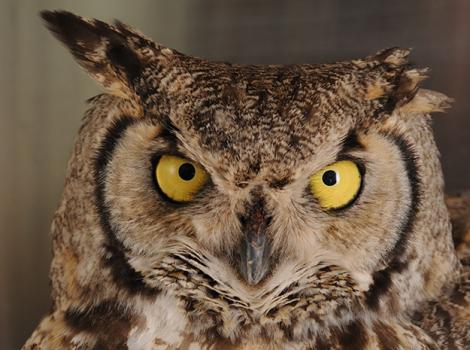 Great-horned-owl-4720TS.jpg