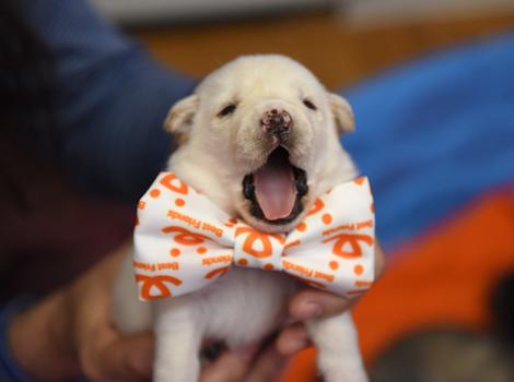 Hurricane-Harvey-rescued-puppies-Astro-Pup-sBow-Tie-Yawn-7208MW.jpg