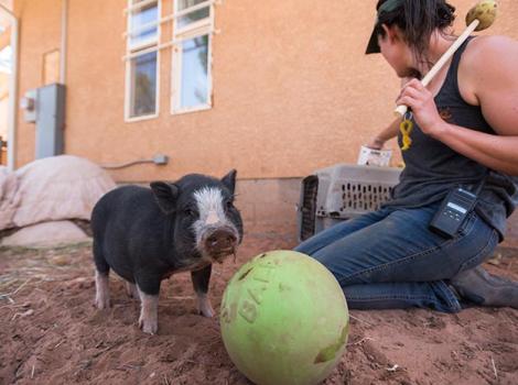 Miniature-potbellied-pig-Paisley-Training-2520KB.jpg