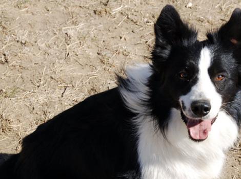 Mirk-border-collie.jpg
