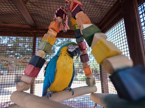 Parrot-enrichment-Savannah-6467KB.jpg