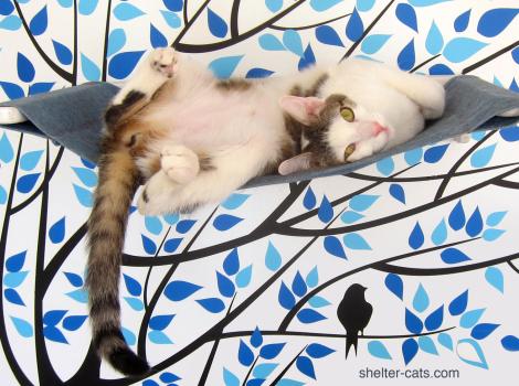 Photo 1 by Maggie Swanson.jpg