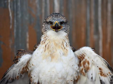 Rehabilitation-Ferruginous-Hawk-8946MW.jpg