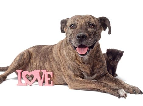 SI-Valentines-Day-dog-kitten-0718.jpg