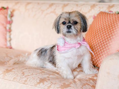 Senior-Shih-Tzu-Cotton-2375SAx.jpg