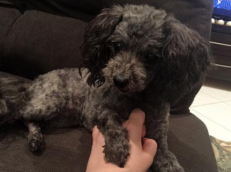 Senior-poodle-Zizou-hand.jpg