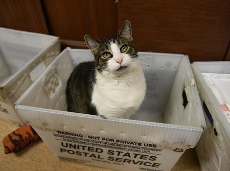 Single-cat-Abner-Mail-Room-6651MW.jpg