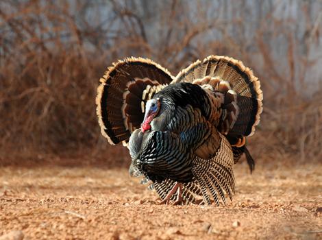 Tom-Turkeys-0349.jpg