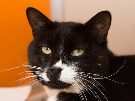 Tuxedo-cat-adoption-Elvis-4059sak.jpg