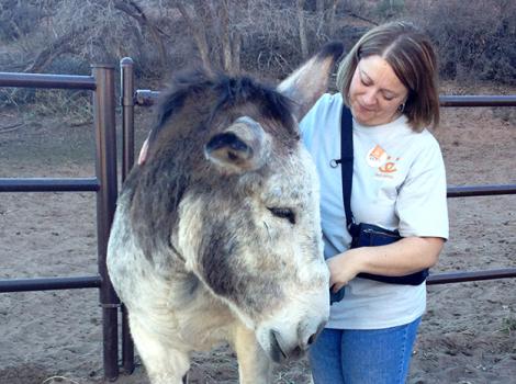 Volunteer-Tracey-Lacka-donkey.jpg