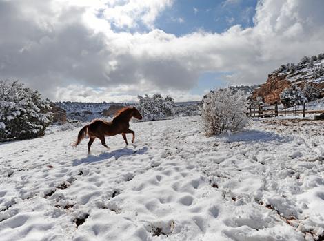 Winter-Cowboy-Snow-2062.jpg