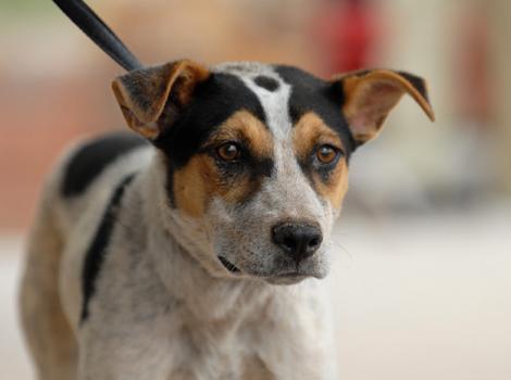 2274-Heeler-Mix.jpg