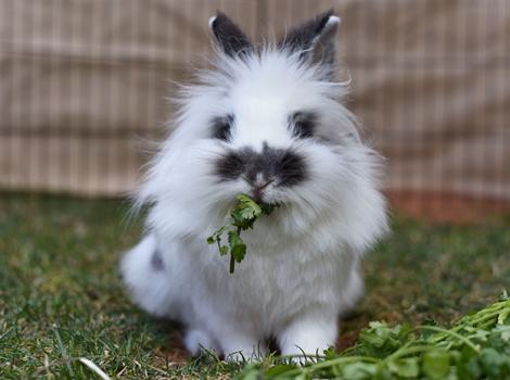 Adopt-Rabbit-Month-Lucky-5407MW.jpg