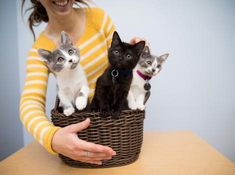 Animal-joy-HerdingKittensBasket1091sak.jpg