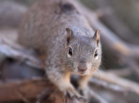 Baby-Rehabbed-Rock-Squirrel-9569MW.jpg