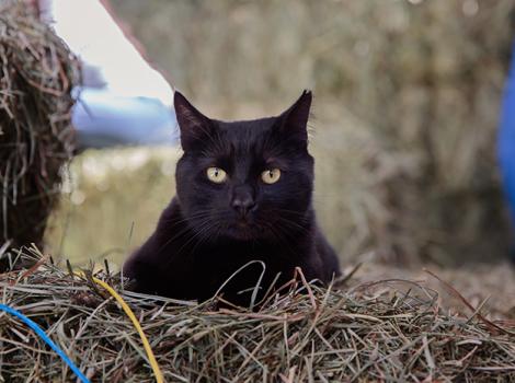 Barn-cat-Hansel-2996LF.jpg