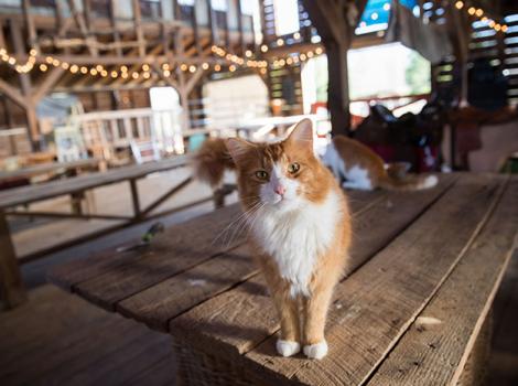 Barn-cats-Sweet-Olive-Farm-8520sak.jpg