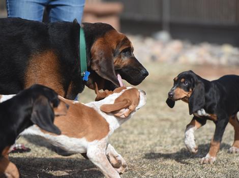 Bloodhound-socializes-puppies-Luther-Mallard-Merganser-6022MW.jpg