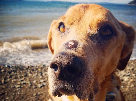 Canine-Lupus-Digby-Beach.jpg