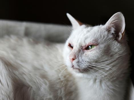 Cat-allergies-adoption-Sonya-3960.jpg