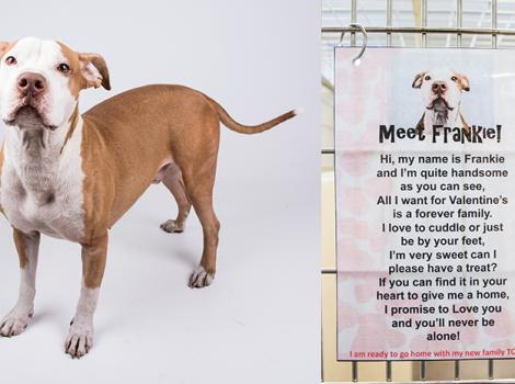 Dog-Valentine-LifeLine-Frankie-dog.jpg