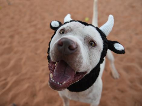 Dog-skin-cancer-Skully-Cow-Hat-2521MW.jpg