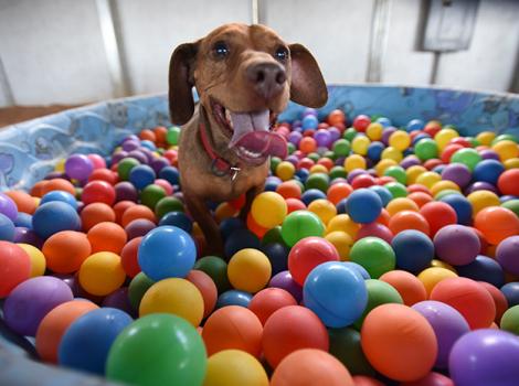 Dogtown-Drusilla-Ball-Pit-0944MW.jpg