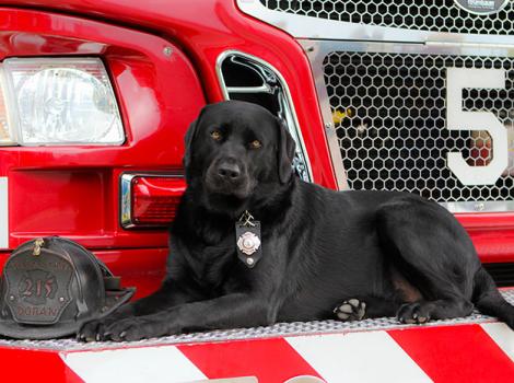 Firehouse-dog-Smokey-6070.jpg