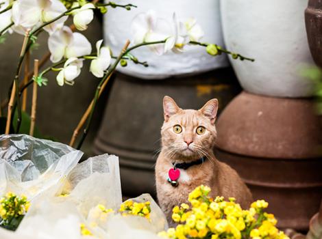 Flower-shop-cat-Tom-Adoption-3131SAx.jpg