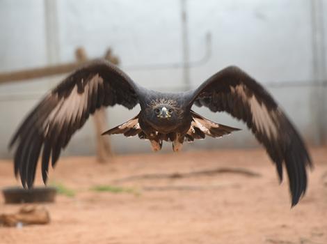 Golden-Eagle-rehabilitation-8737MW.jpg