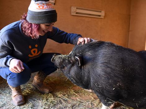 Healthy-pig-weight-Amy-Wilbur-3957MW.jpg