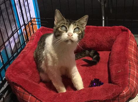 Hurricane-Harvey-rescued-cat-Senior-special-kitty-4KH.jpg