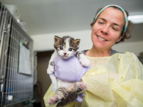 Kitten-season-Dr-Tiny-Cat-Nancy-6322sak.jpg