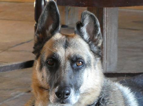 Mama-German-shepherd_3414-blog.jpg