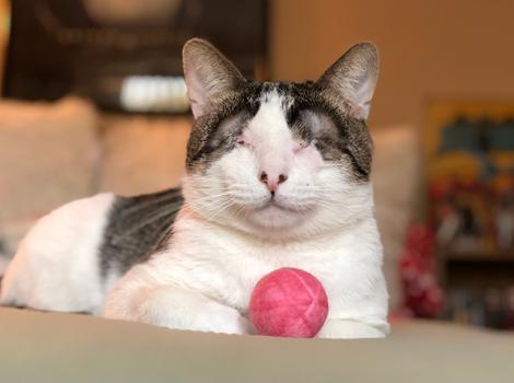 Melvin-microphthalmia-blind-cat-adoption-ball.jpg