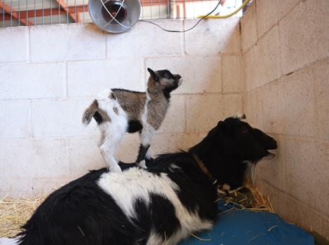 Mothers-Day-Erin-Crow-goats-9177MW.jpg