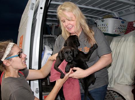 Pet-rescue-Transport-Arrival7.jpg
