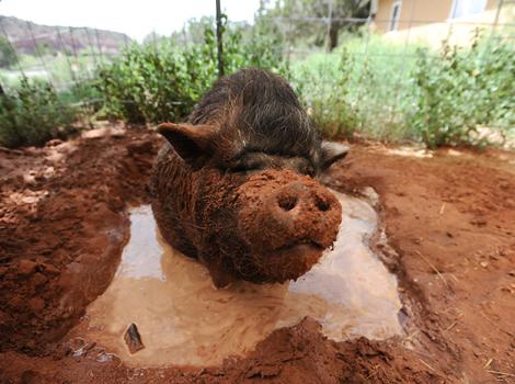 Piggy-Paradise-PJ-Mud-2697.jpg