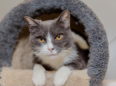 Senior-cat-Gloria-8285LF.jpg