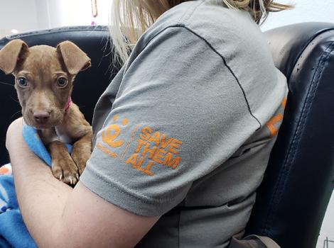 Transport-shelter-puppy-Monique-lap.jpg