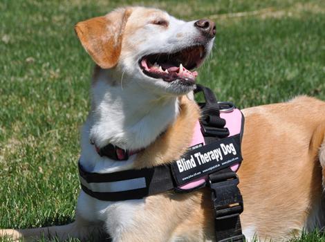 Blind-therapy-dog-Faith-vest.jpg