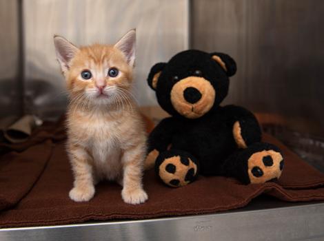 Cleft-Palate-kitten-Tony-Jr-9547MW.jpg