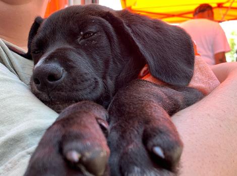 Cocoa-Puff-dog-adoption-Atlanta-puppy-adoption-3.jpg