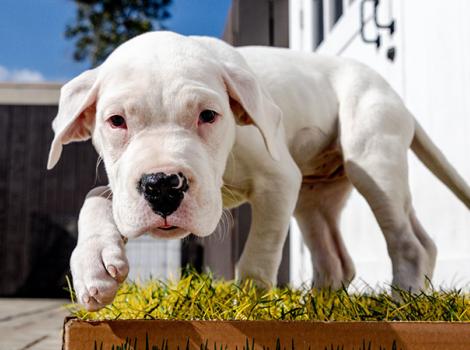 Deaf-puppy-Clover-6-courtesyofToddRoisman.jpg