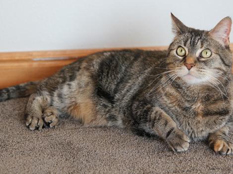 Declawed-cat-Yorbia-courtesy-of-Best-Friends-Lifesaving-Center-in-Salt-Lake-City.jpg
