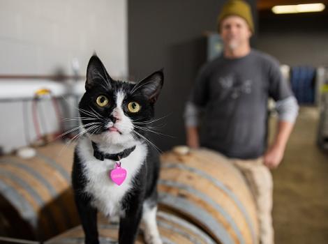 DistilleryCatGimlet9505sak_main image resized.jpg