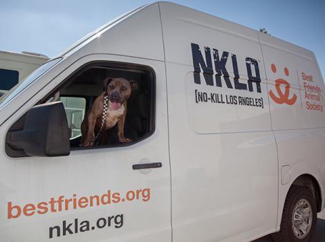 NKLA-Monty-dog-7824LF-blog.jpg