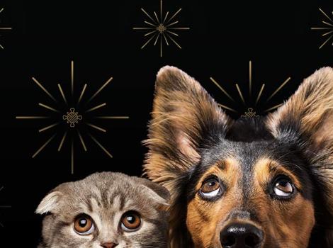 New-years-fireworks-pets-SURT-0120_HeroModule_NYE_3000w-from-HeelrCBD.jpg