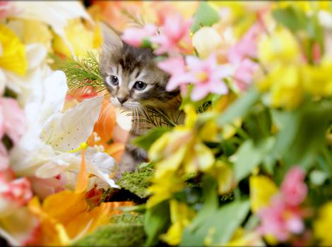 Perfume-PURRFECTION-kitten-1-courtesy-Corina-Marie-Howell.jpg