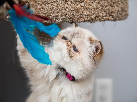 Persian-cat-adoption-Posh-Spice-8235sak.jpg